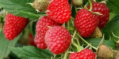 Ahududu Fidanı ile İlgili Sık Sorulan Sorular