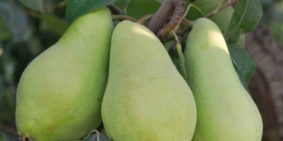 Akça Armut Fidanı ile İlgili Sık Sorulan Sorular