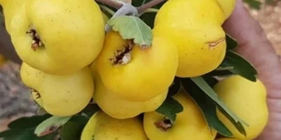 Alıç Fidanı ile İlgili Sık Sorulan Sorular