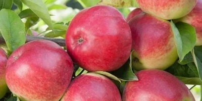 Amasya Misket Elma Fidanı ile İlgili Sık Sorulan Sorular