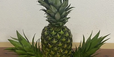 Ananas Fidanı ile İlgili Sık Sorulan Sorular