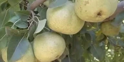 Ankara Armut Fidanı ile İlgili Sık Sorulan Sorular