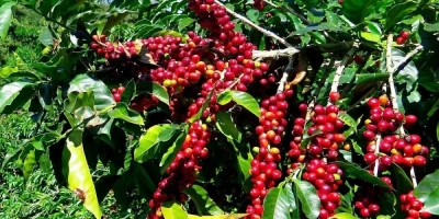 Arabica Kahve Fidanı ile İlgili Sık Sorulan Sorular