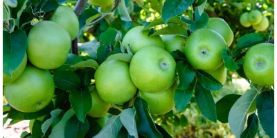 Arjantin Granny Smith Elma Fidanı ile İlgili Sık Sorulan Sorular