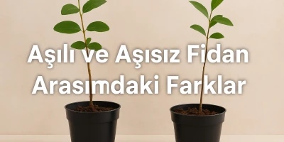 Aşılı ve Aşısız Fidan Arasındaki Farklar