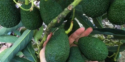 Avokado Fidanı ile İlgili Sık Sorulan Sorular