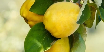 Ayva Fidanı ile İlgili Sık Sorulan Sorular