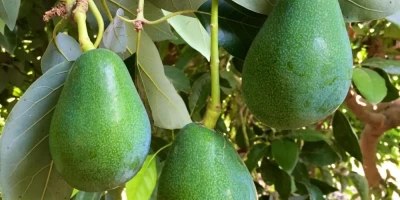 Bacon Avokado Fidanı ile İlgili Sık Sorulan Sorular