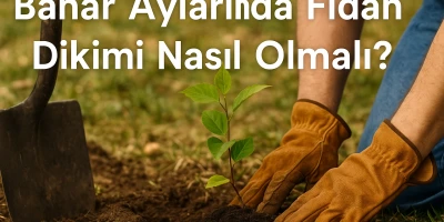 Bahar Aylarında Fidan Dikimi Nasıl Olmalı?