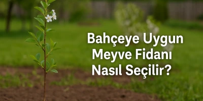 Bahçeye Uygun Meyve Fidanı Nasıl Seçilir?