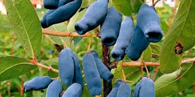 Bal Yemişi Fidanı ile İlgili Sık Sorulan Sorular