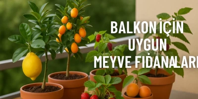 Balkon İçin Uygun Meyve Fidanları