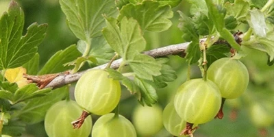 Bektaşi Üzümü Fidanı ile İlgili Sık Sorulan Sorular