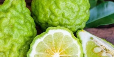 Bergamot Fidanı ile İlgili Sık Sorulan Sorular