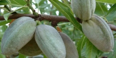 Bertina Badem Fidanı ile İlgili Sık Sorulan Sorular