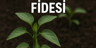 Beşparmak Acı Biber Fidesi Yetiştiriciliği