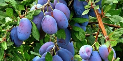 Beton Erik Fidanı ile İlgili Sık Sorulan Sorular