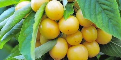 Beyaz Kiraz Fidanı ile İlgili Sık Sorulan Sorular