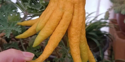 Budanın Eli Limon Fidanı ile İlgili Sık Sorulan Sorular