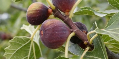 Bursa Siyahı İncir Fidanı ile İlgili Sık Sorulan Sorular