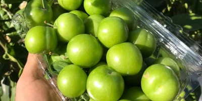 Can Erik Fidanı ile İlgili Sık Sorulan Sorular