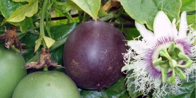 Çarkıfelek Fidanı ile İlgili Sık Sorulan Sorular