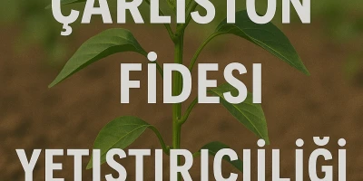 Çarliston Biber Fidesi Yetiştiriciliği