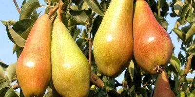 Carmen Armut Fidanı ile İlgili Sık Sorulan Sorular