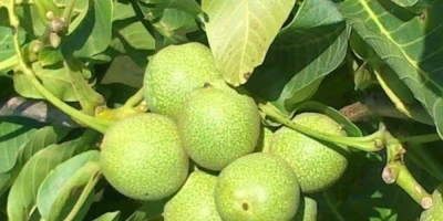 Ceviz Fidanı ile İlgili Sık Sorulan Sorular