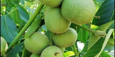 Chandler Ceviz Fidanı ile İlgili Sık Sorulan Sorular