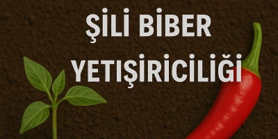 Çok Acı Şili Biber Fidesi Yetiştiriciliği