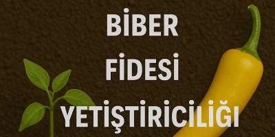 Çorbacı Biber Fidesi Yetiştiriciliği
