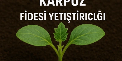 Crimson Sweet Karpuz Fidesi Yetiştiriciliği