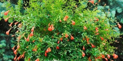 Cüce Süs Narı Fidanı ile İlgili Sık Sorulan Sorular