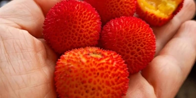 Dağ Çileği Fidanı ile İlgili Sık Sorulan Sorular