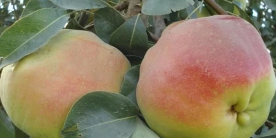 Deveci Armut Fidanı ile İlgili Sık Sorulan Sorular