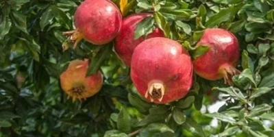 Devedişi Nar Fidanı ile İlgili Sık Sorulan Sorular