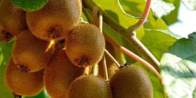 Dişi Kivi Fidanı ile İlgili Sık Sorulan Sorular