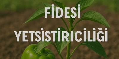 Dolma Biber Fidesi Yetiştiriciliği