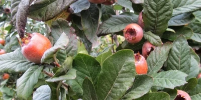 Döngel Fidanı ile İlgili Sık Sorulan Sorular