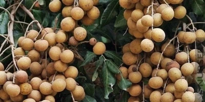 Ejder Gözü Fidanı ile İlgili Sık Sorulan Sorular