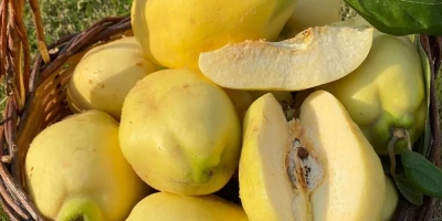 Ekmek Ayvası Fidanı ile İlgili Sık Sorulan Sorular