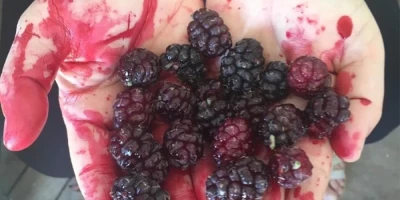 Ekşi Dut Fidanı ile İlgili Sık Sorulan Sorular