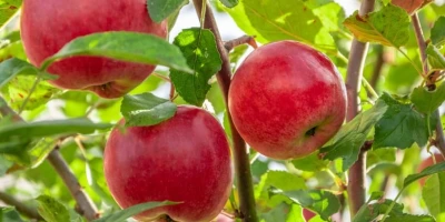 Elma Fidanı ile İlgili Sık Sorulan Sorular