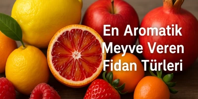 En Aromatik Meyve Veren Fidan Türleri