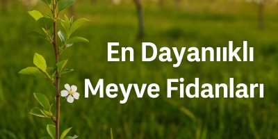En Dayanıklı Meyve Fidanları
