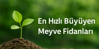 En Hızlı Büyüyen Meyve Fidanları