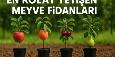 En Kolay Yetişen Meyve Fidanları