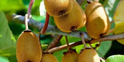 Erkek Kivi Fidanı ile İlgili Sık Sorulan Sorular