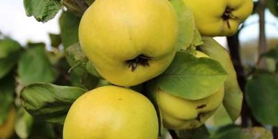 Eşme Ayva Fidanı ile İlgili Sık Sorulan Sorular